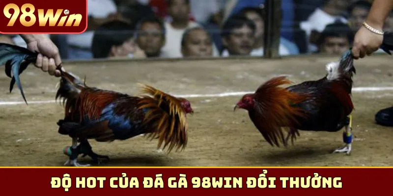 Độ HOT của đá gà 98Win đổi thưởng